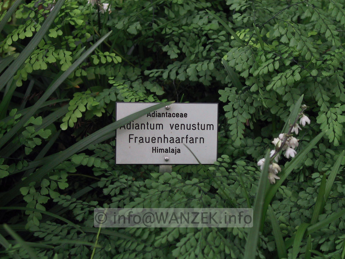 Adiantum venustum 2.JPG